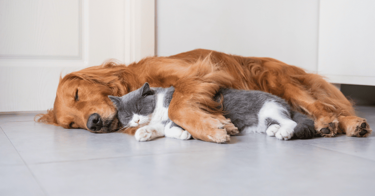 Indoor Air Quality and your pets